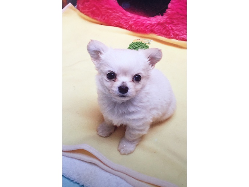 我が家の愛犬 愛猫 アイドルを公開 Vol 7 丸山敬太さんちの永遠の末っ子 レゴくん