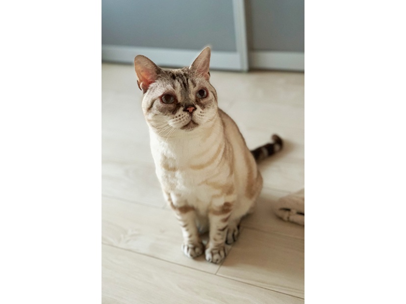 我が家の愛犬 愛猫 アイドルを公開 Vol 8 青山有紀さんちの運命の人 猫 ガルシアくん