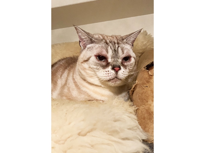 我が家の愛犬 愛猫 アイドルを公開 Vol 8 青山有紀さんちの運命の人 猫 ガルシアくん